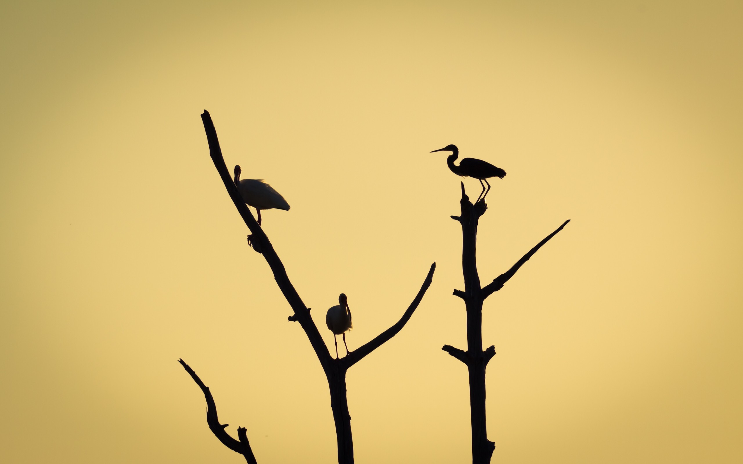 2560x1600 Photography, Nature, Plants, Animals, Birds Wallpapers Hd