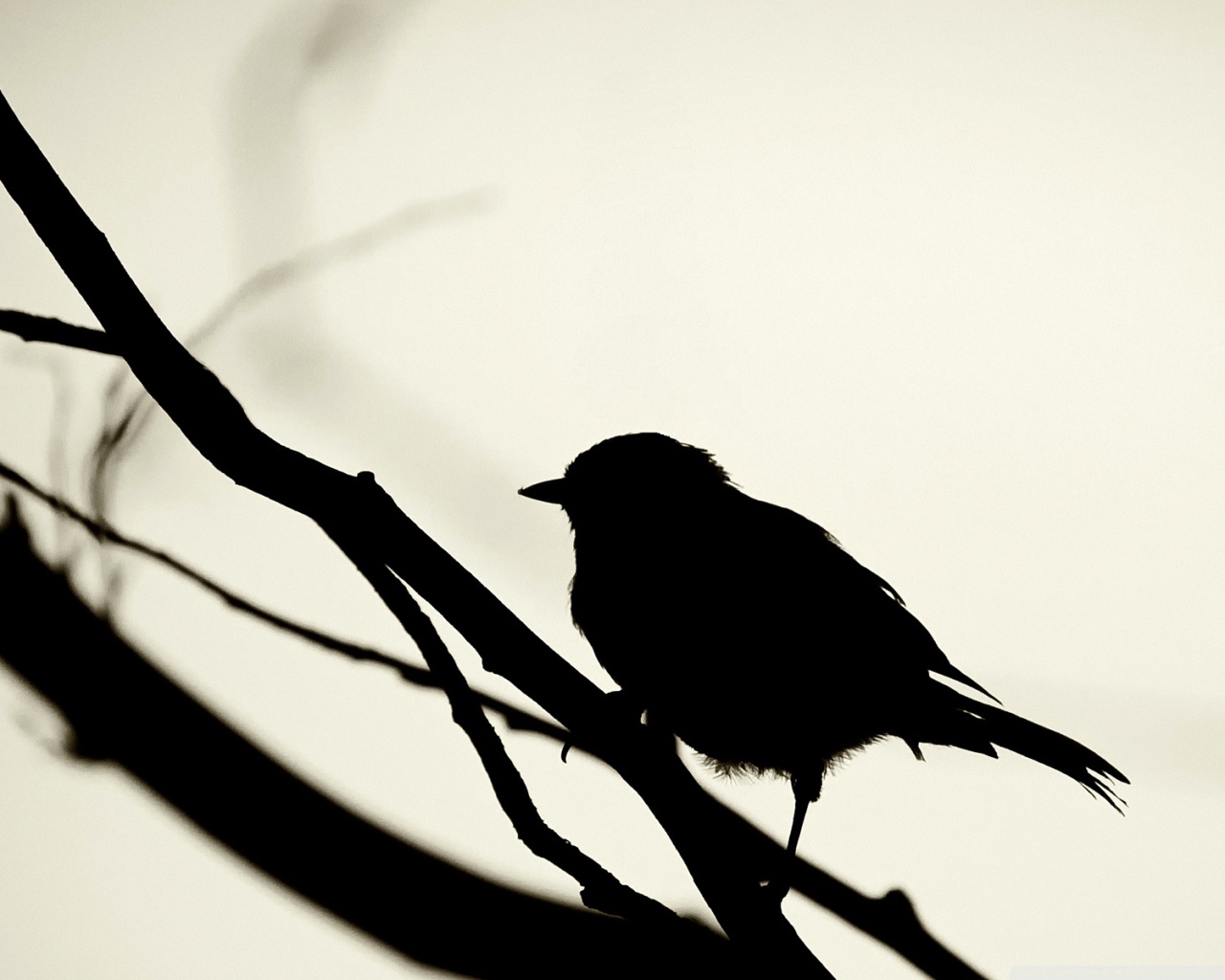 1280x1024 Bird Silhouette 4k Hd Desktop Wallpaper For 4k Ultra Hd Tv