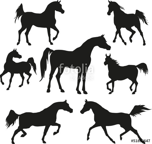 500x474 Arabian Horses Stock Image And Royalty Free Vector Files