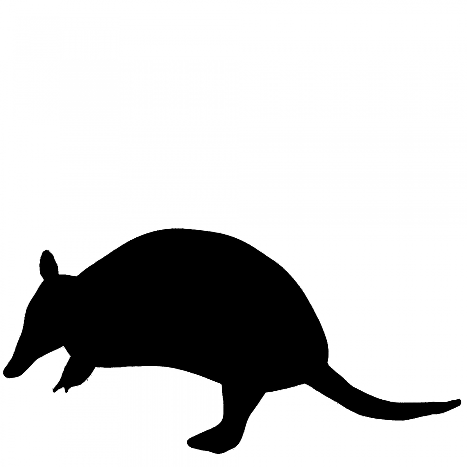 1920x1920 Black Armadillo Free Stock Photo