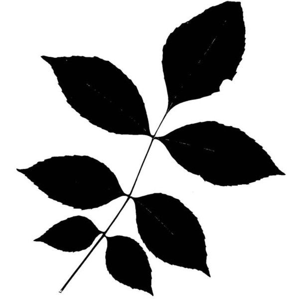 600x600 Identify A Tree By Leaf Silhouette Liked On Polyvore Featuring