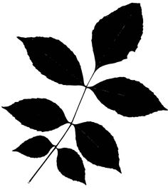 236x269 Learning To Identify Trees Let These Leaf Silhouettes Make It