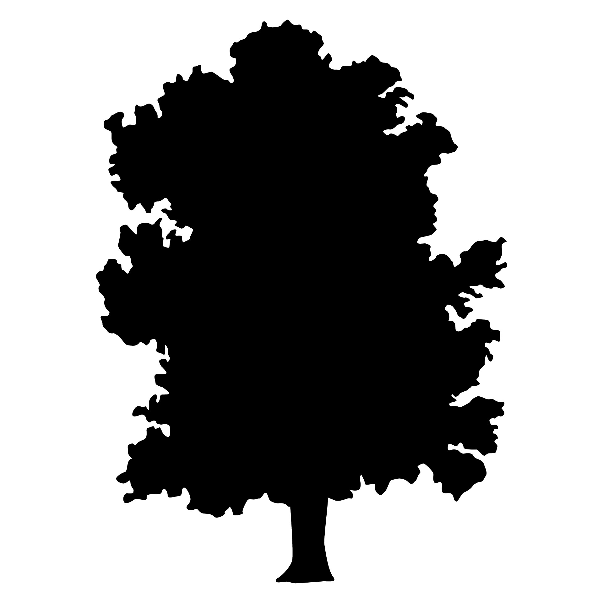 1920x1920 Ash Tree Free Stock Photo