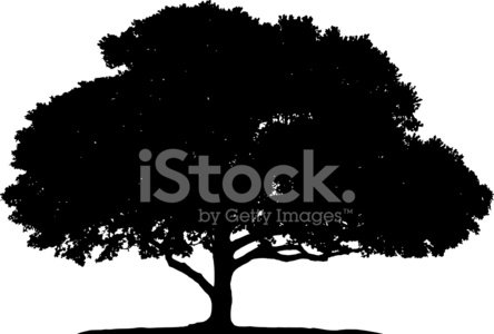 444x300 Ficus Tree Silhouette Stock Vectors