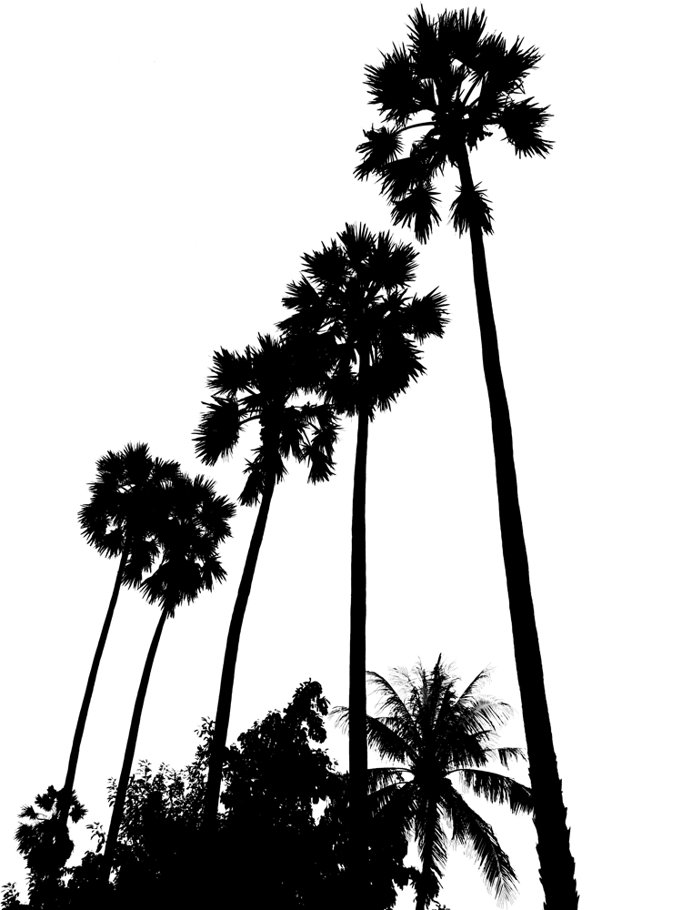 750x1000 Free Palm Tree Photo, Hanslodge Clip Art Collection