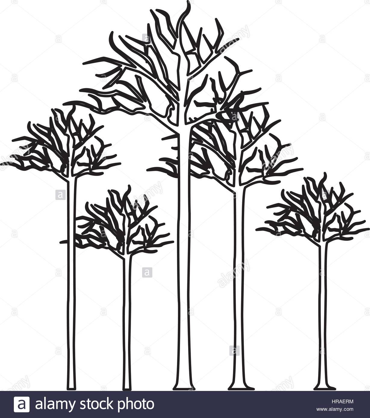 1229x1390 Old Tree Without Leaves Stock Photos Amp Old Tree Without Leaves