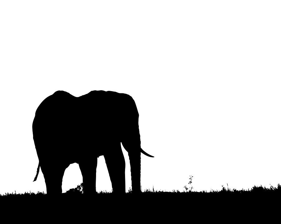 901x720 Free Photo Silhouette Symbol Elephant Animal Profile Nature