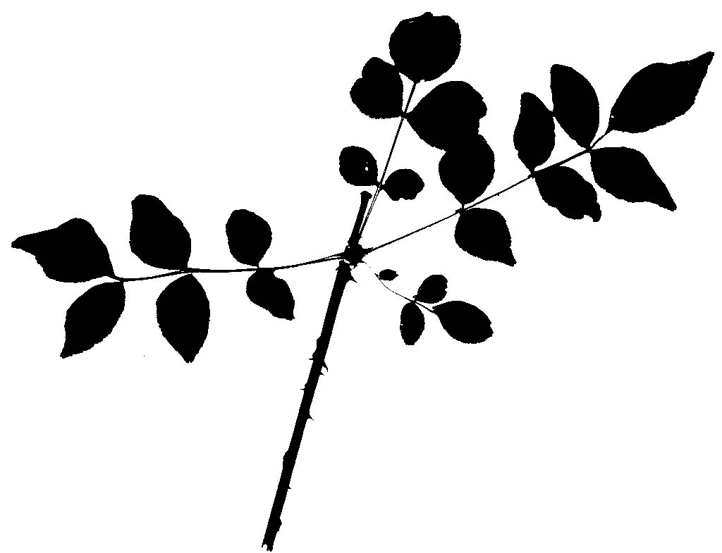 1024x785 Plants Amp Human Affairs