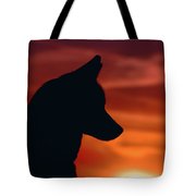 180x180 Aurora Silhouette Photograph By Brian Cross