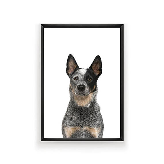 570x570 Australian Cattle Dog Print Dog Prints Australia Print Blue