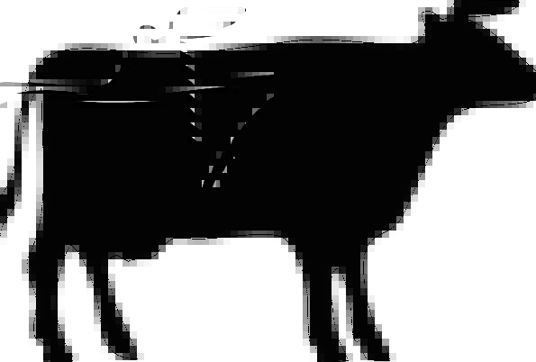 595x402 Cow, Intimidate, Outline, Black, Dark, Silhouette, Alone, Bull