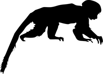 332x240 Search Photos Silhouette Of Monkey