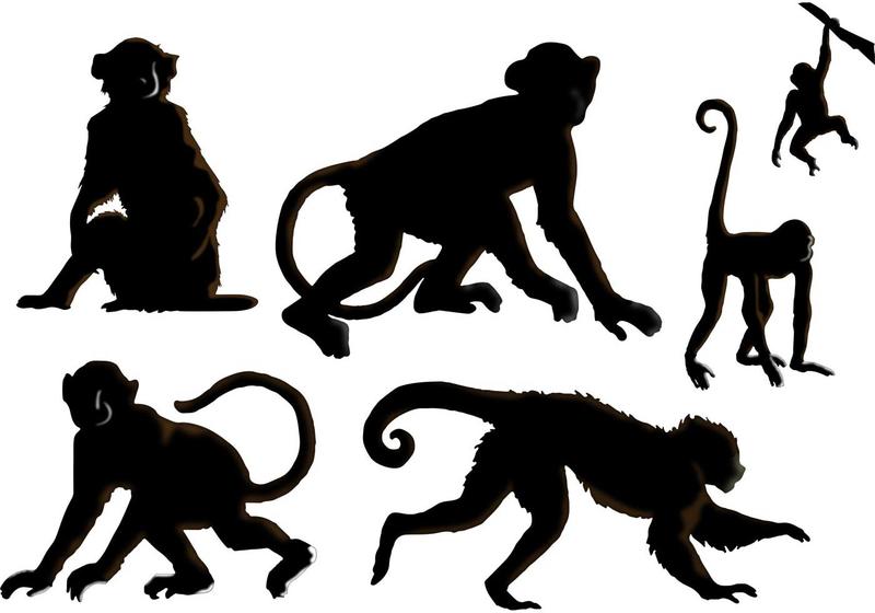 800x560 The Monkey Vectors