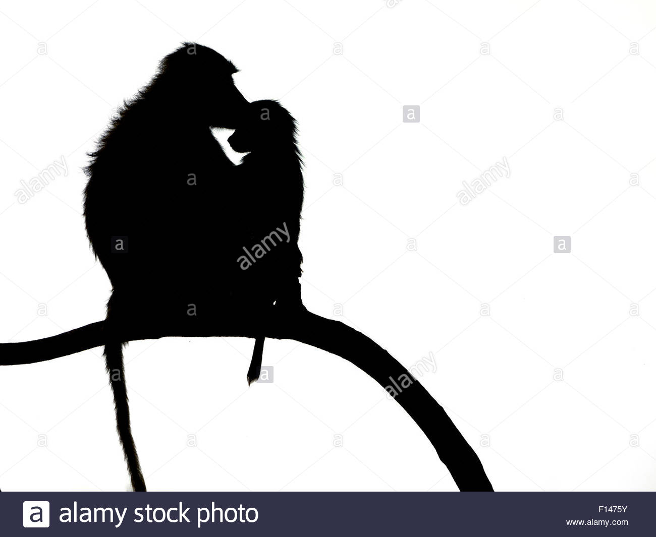 1300x1065 Yellow Baboon (Papio Cynocephalus) Baby And Mother On Branch Stock