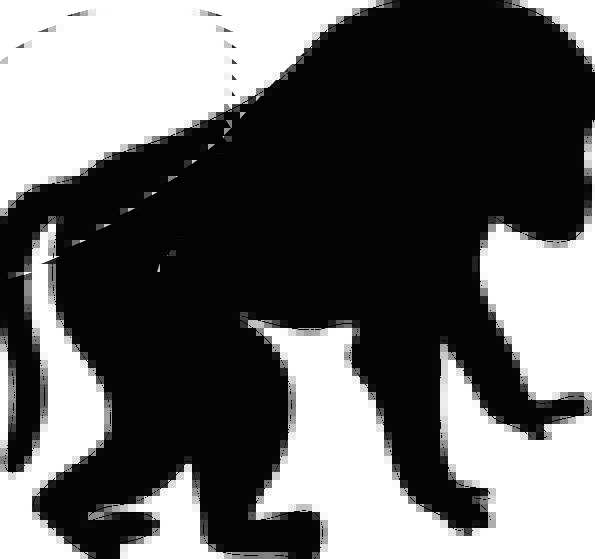 595x559 Baboon Pixcove