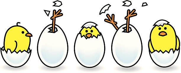 612x247 Chick Hatching Clipart