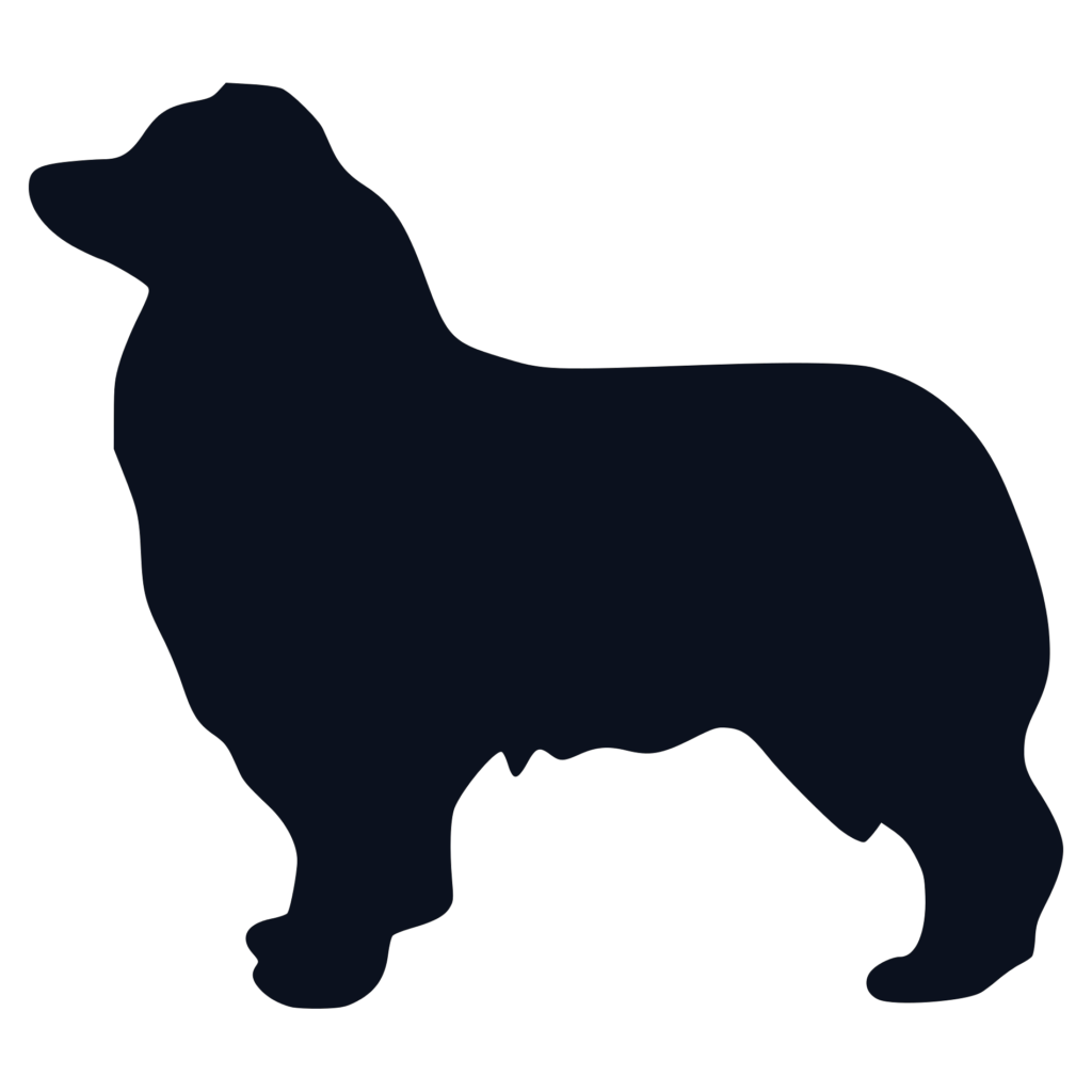 1024x1024 Baywind Aussies Bacon