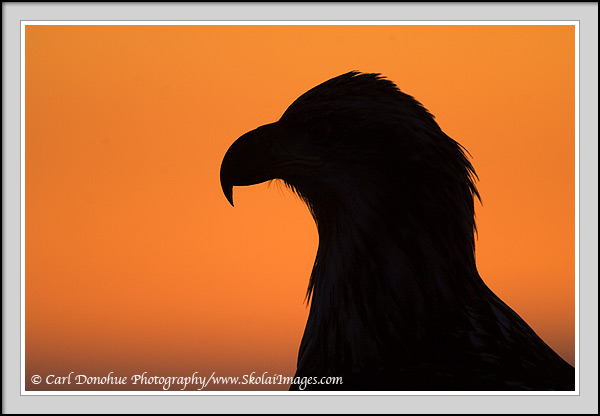 600x416 Bald Eagle Silhouette Photo, Sunset And Eagle Picture