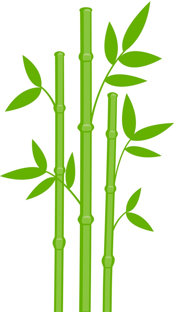 Bamboo Silhouette
