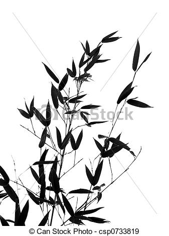 337x470 Bamboo Tree And Branches.