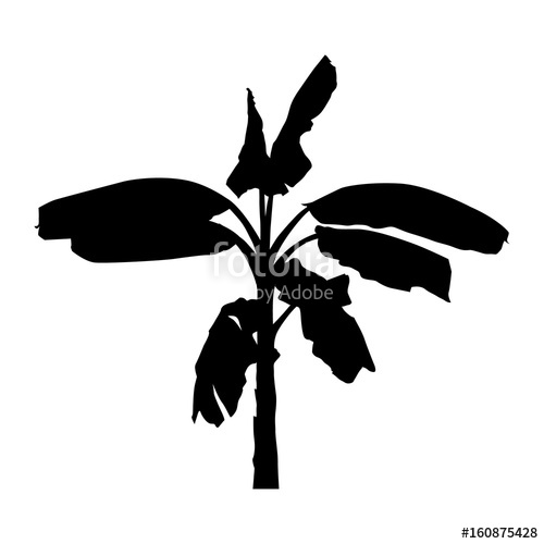 500x500 Realistic Banana Tree, Silhouette Black Plant Illustration, Vector