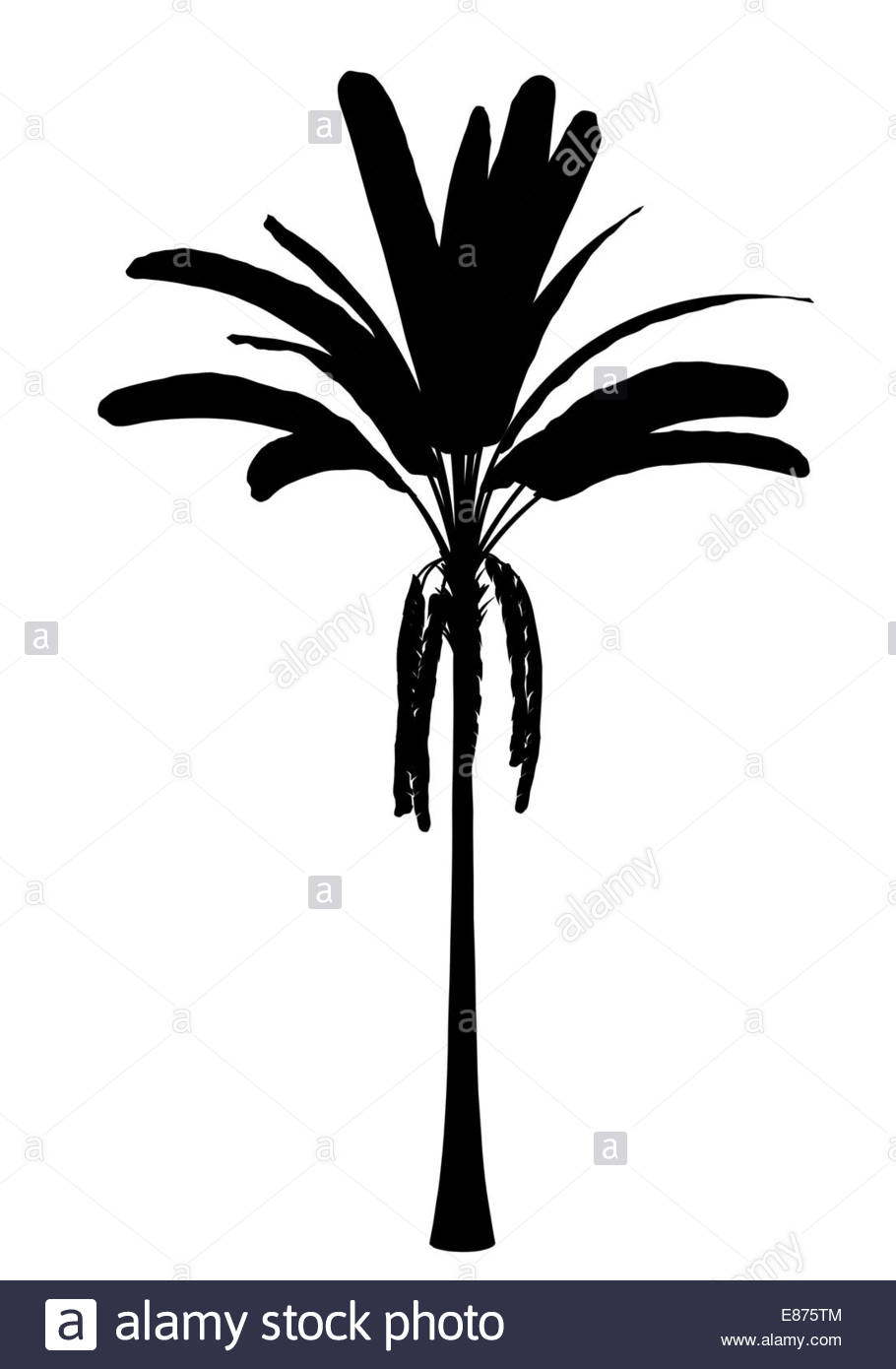 910x1390 Banana Tree Black And White Stock Photos Amp Images