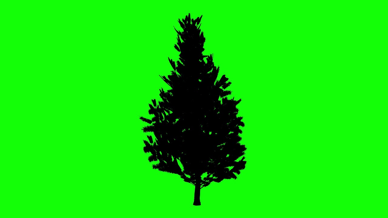 1280x720 Free Hd Video Backgrounds Animated Scotch Pine Tree Silhouette