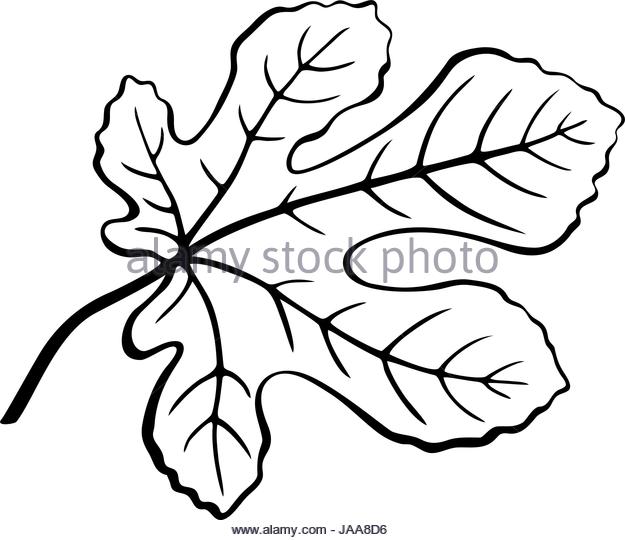 625x540 Fig Tree Silhouette Stock Photos Amp Fig Tree Silhouette Stock