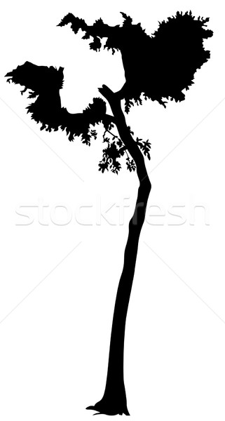 321x600 Deciduous Stock Vectors, Illustrations And Cliparts Stockfresh