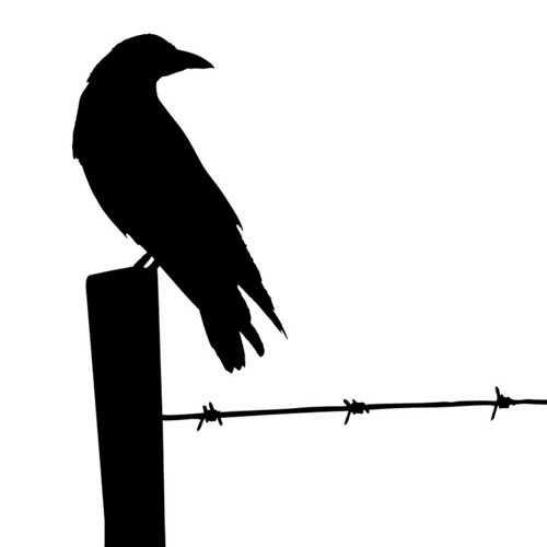 500x500 Birds On Barbed Wire Silhouette