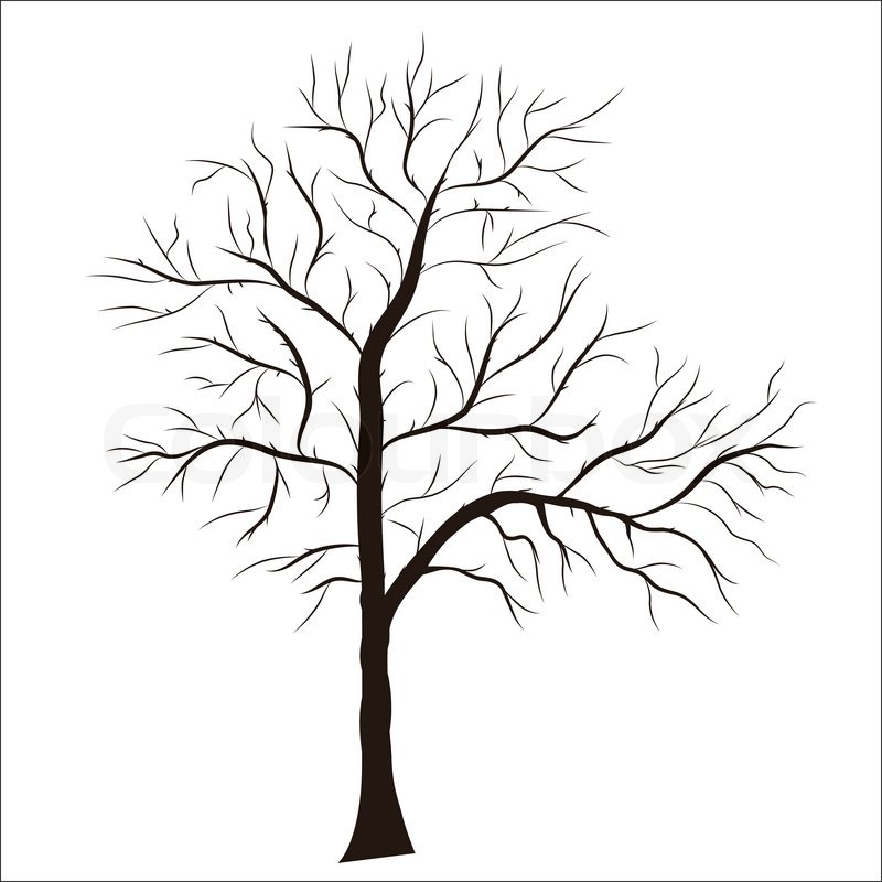 800x800 Best Photos Of Bare Tree Silhouette Clip Art
