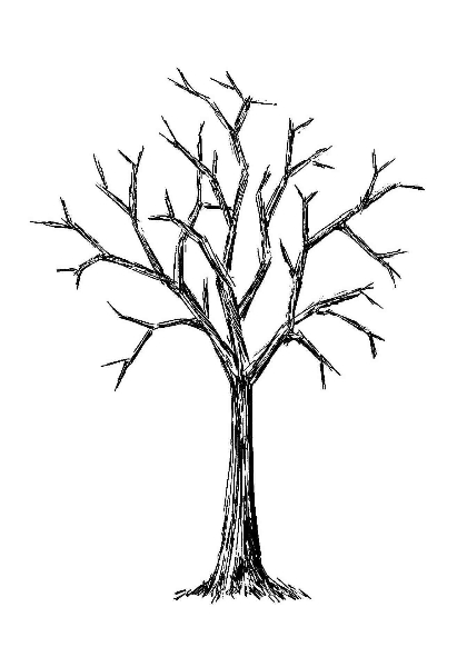 420x600 Leafless Tree Drawing Bare Tree Silhouette Stock Images Royalty