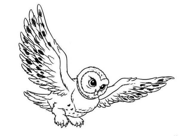 600x456 Barn Owl Clipart Harry Potter Owl