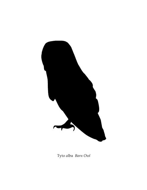 495x640 Images Of Barn Owl Silhouette