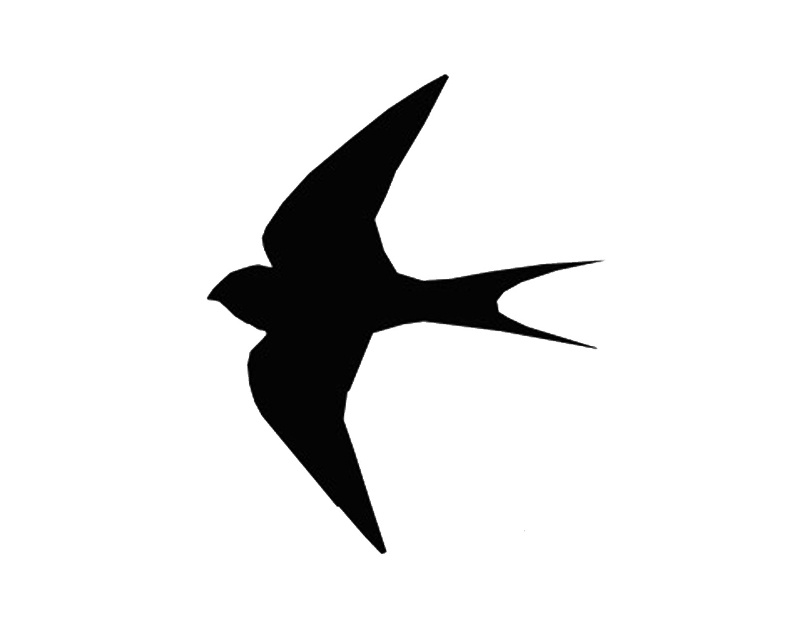 1650x1275 Best Photos Of Flying Swallow Template
