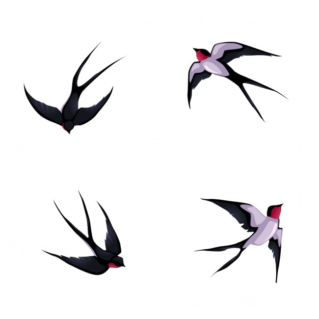 626x626 Swallow Vectors, Photos And Psd Files Free Download
