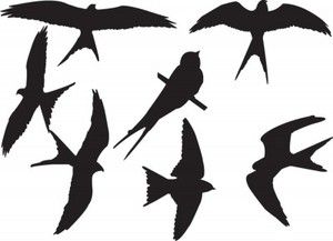 300x217 Swallow. Flight. Silhouettes Birds Swallows