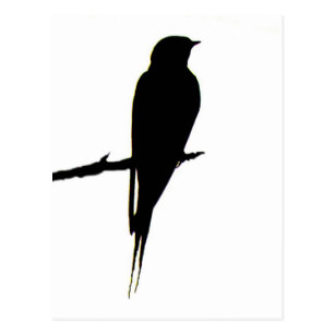 307x307 Barn Swallow Postcards