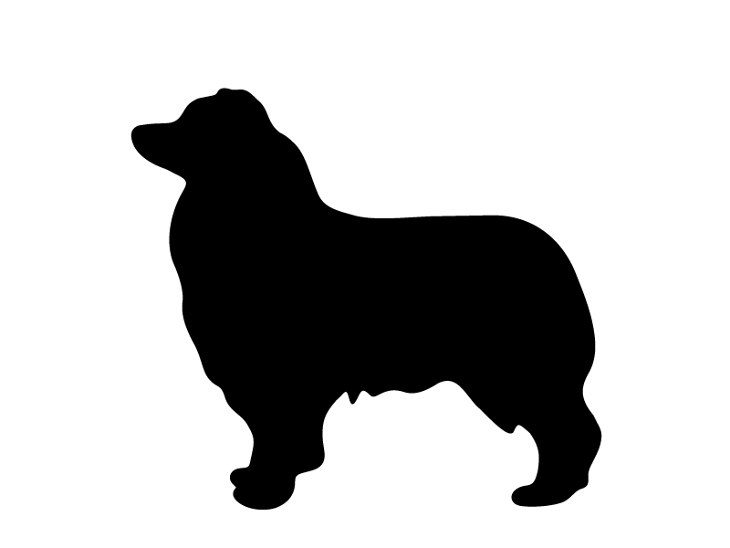 800x600 No Photo So He May Go Unnoticed! Australian Shepherd Mix Age