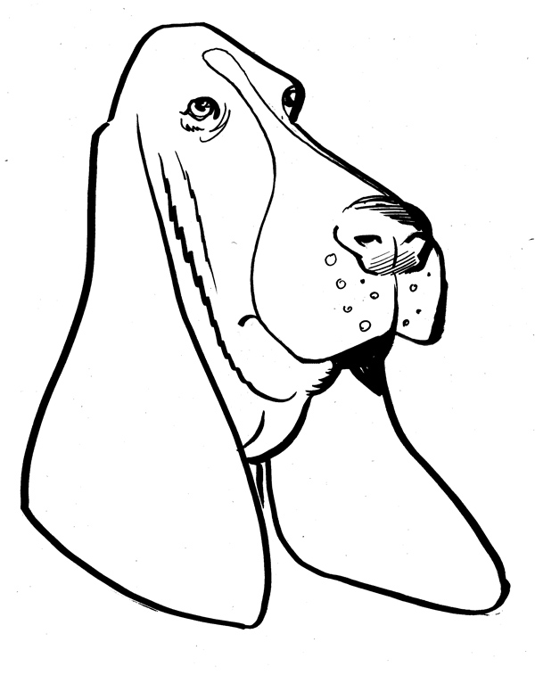600x757 Basset Hound Clipart