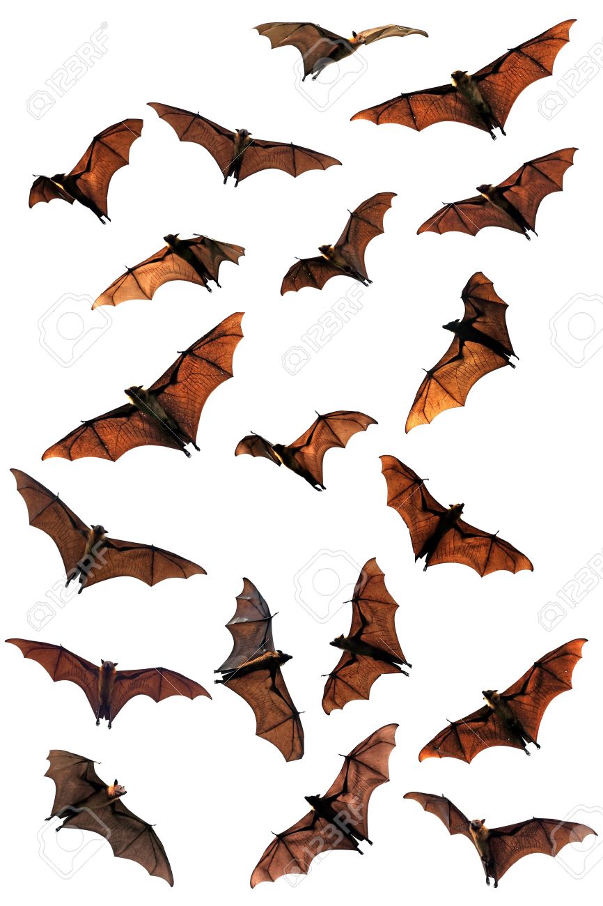 866x1300 Bats A History Of Hearing Wildlife Weekly