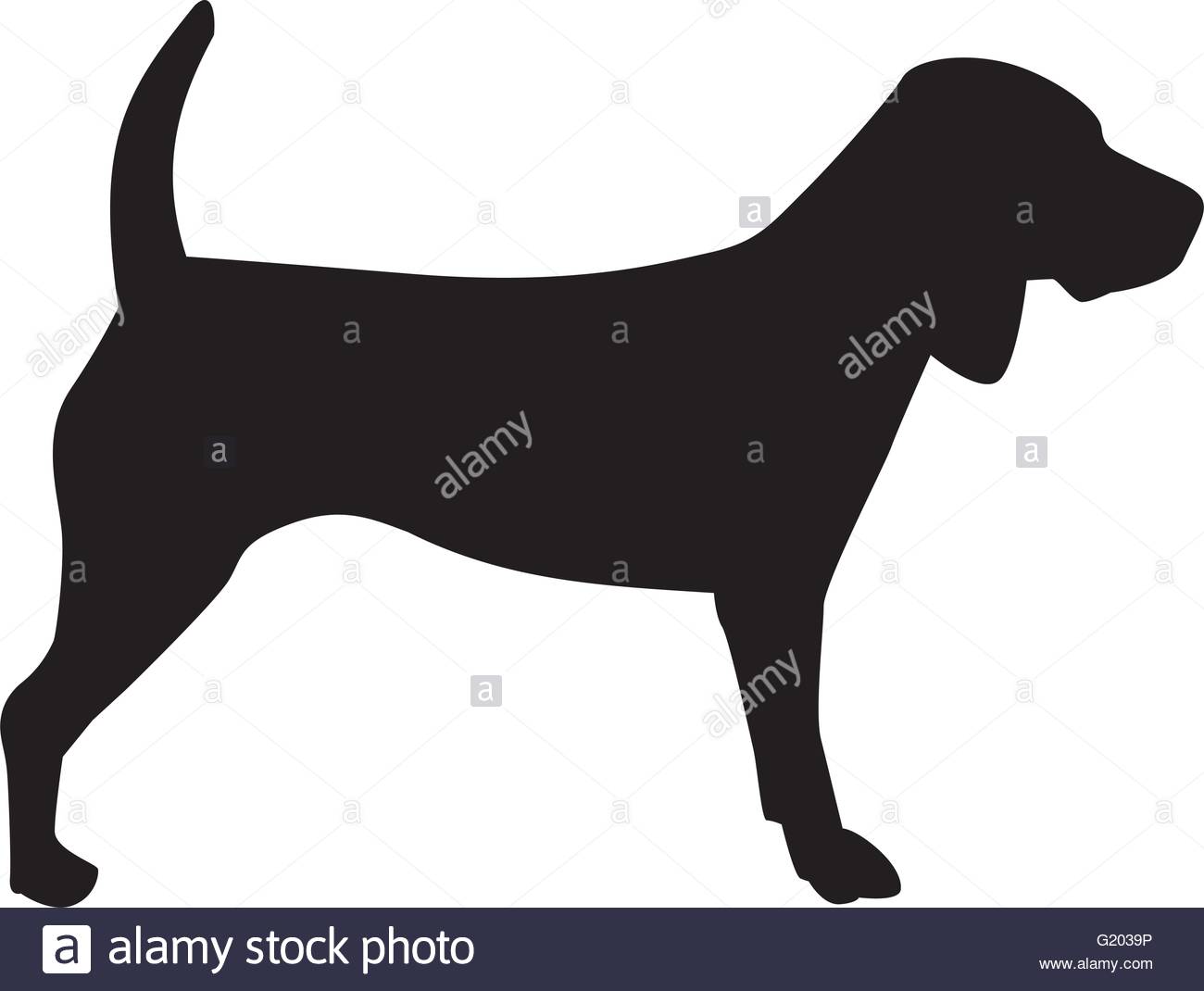 1300x1070 Beagle Stock Vector Images