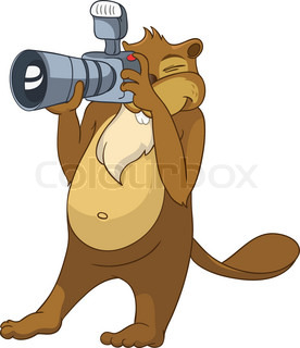 276x320 Buy Stock Photos Of Beaver Colourbox