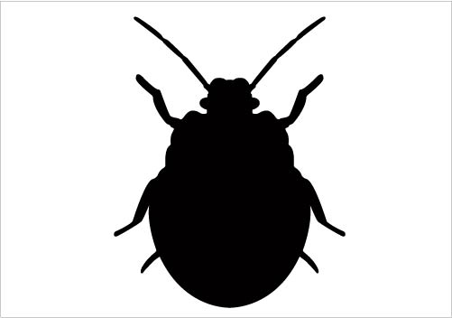 501x352 Bug Clipart Silhouette 3107793