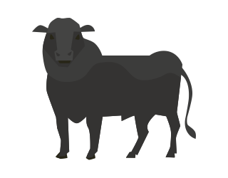 320x250 Leptospirosis Working With Beef Cattle Worksafe