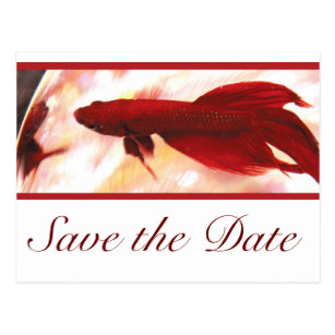 307x307 Red Betta Fish Cards