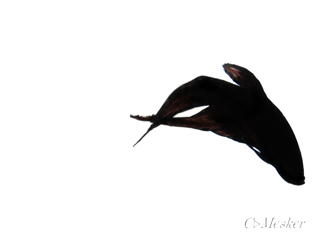 1024x765 Silhouette A La Poe