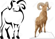 210x150 Clip Art Bighorn Sheep Clip Art