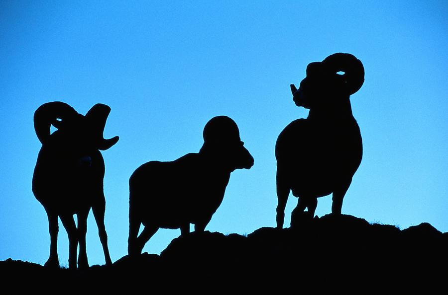 900x594 Silhouettes Of A Trio Of Bighorn Rams Photograph By Raymond Gehman