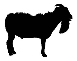 300x240 Billy Goat Royalty Free Photos And Vectors